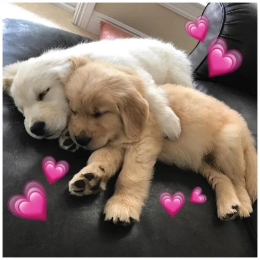 💗 Стикер «Собачки» для Telegram