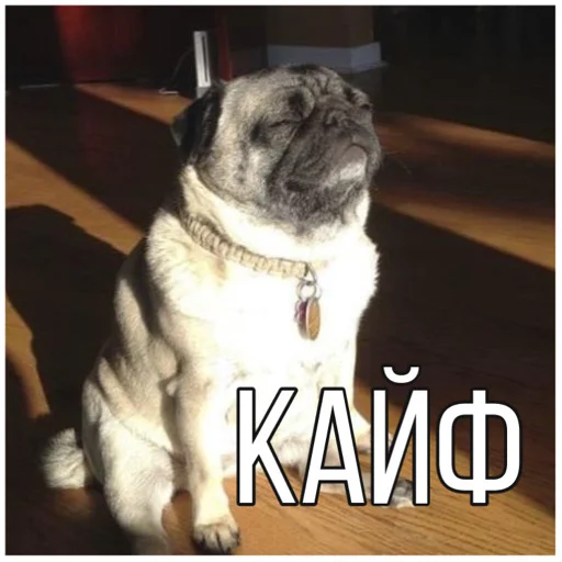 😌 Стикер «Собачки» для Telegram