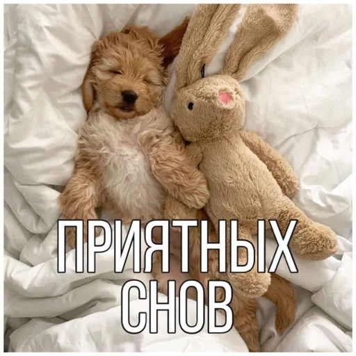 😴 Стикер «Собачки» для Telegram
