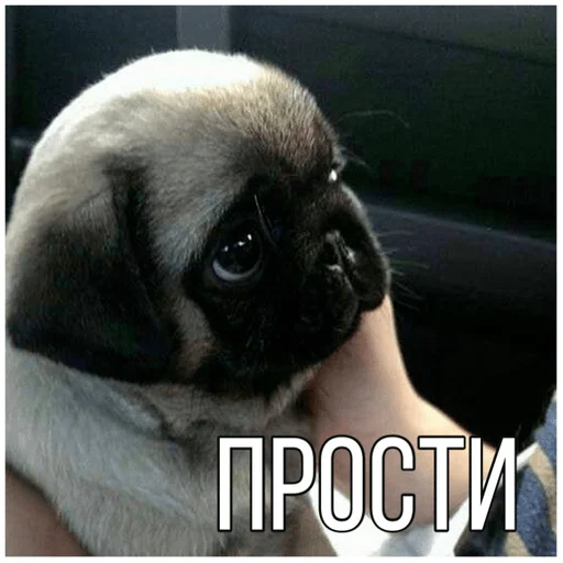 🥺 Стикер «Собачки» для Telegram
