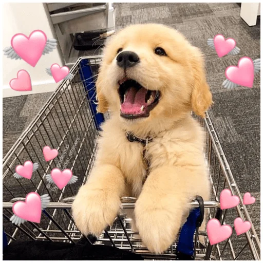 💕 Стикер «Собачки» для Telegram
