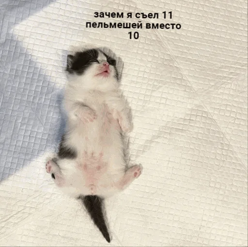 🍔 Стикер «творог скис кис кис» для Telegram