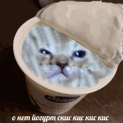 🍼 Стикер «творог скис кис кис» для Telegram