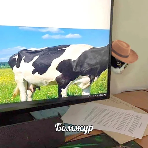 👒 Стикер «творог скис кис кис» для Telegram