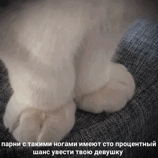 🥰 Стикер «творог скис кис кис» для Telegram