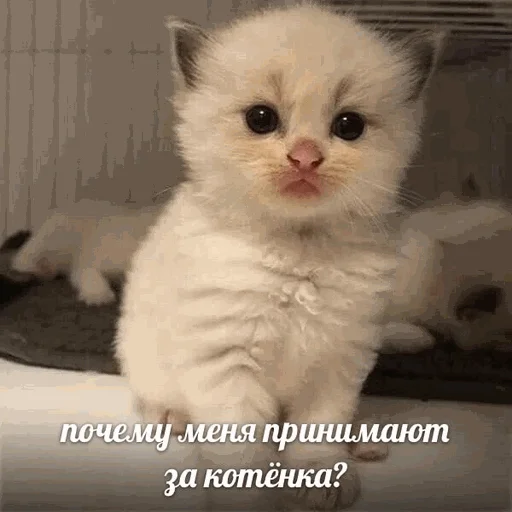 😿 Стикер «творог скис кис кис» для Telegram