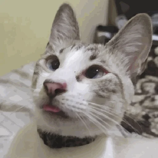 🤪 Стикер «творог скис кис кис» для Telegram
