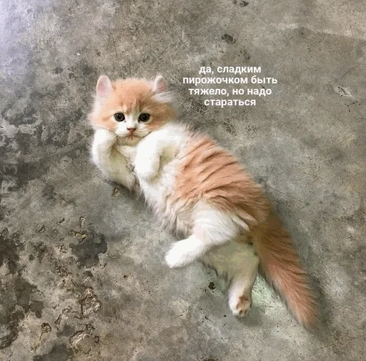 😌 Стикер «творог скис кис кис» для Telegram