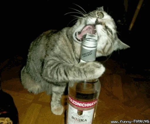 🥃 Стикер «творог скис кис кис» для Telegram