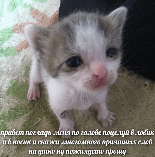 😿 Стикер «творог скис кис кис» для Telegram