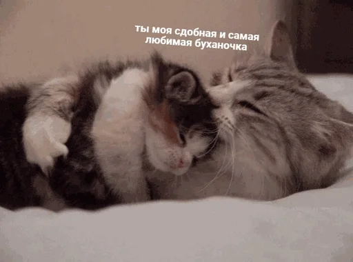 ❤️ Стикер «творог скис кис кис» для Telegram