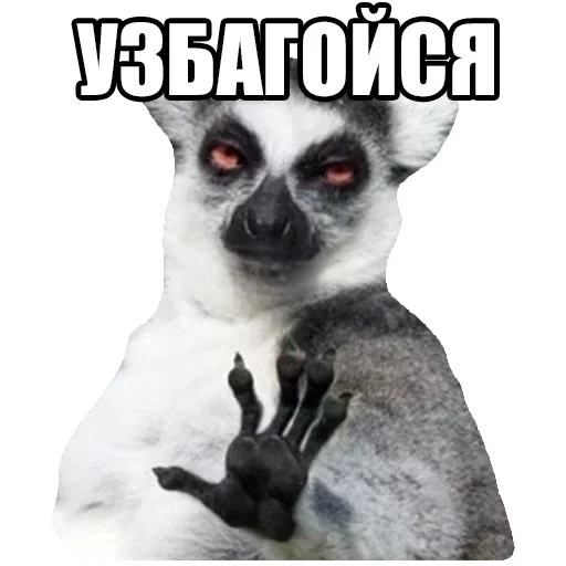 😗 Стикер «Твой сасай» для Telegram