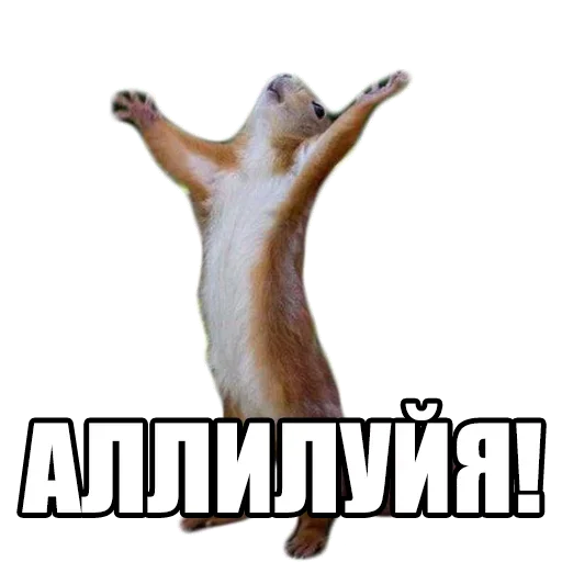 🤪 Стикер «Твой сасай» для Telegram
