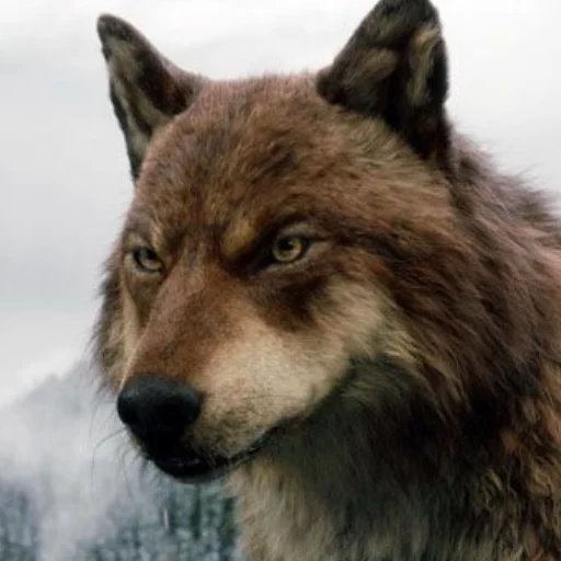 🐺 Стикер «twillight / сумерки» для Telegram