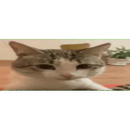 🐱 Стикер «Twitch 7TV Cats» для Telegram