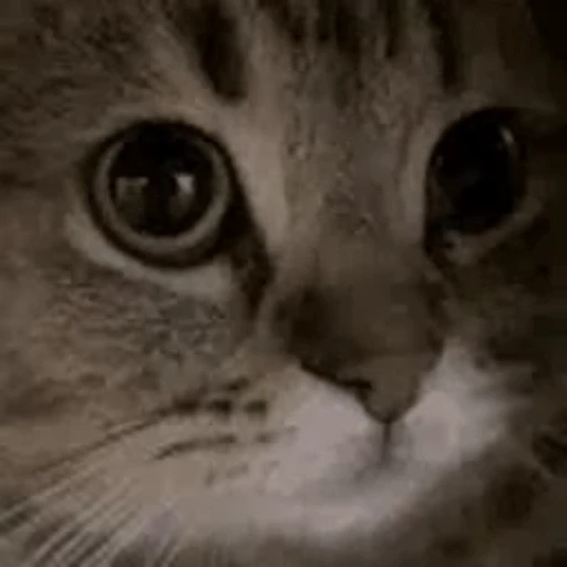 🐱 Стикер «Twitch 7TV Cats» для Telegram