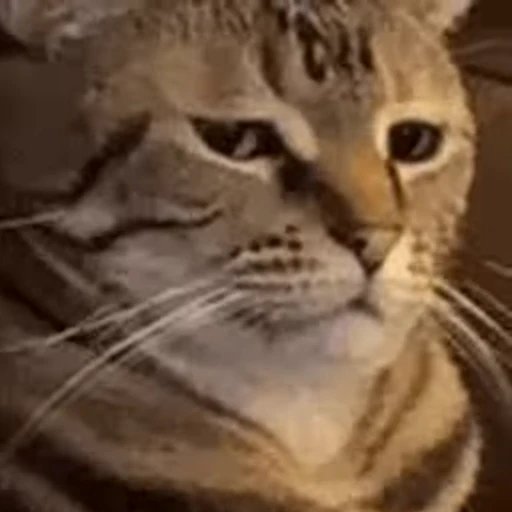 Стикерпак Twitch 7TV Cats для Telegram