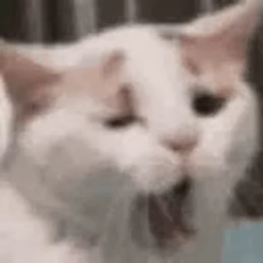 🐱 Стикер «Twitch 7TV Cats» для Telegram