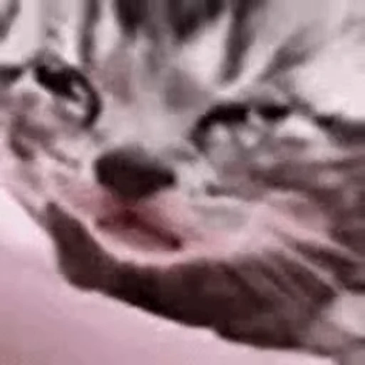 🐱 Стикер «Twitch 7TV Cats» для Telegram