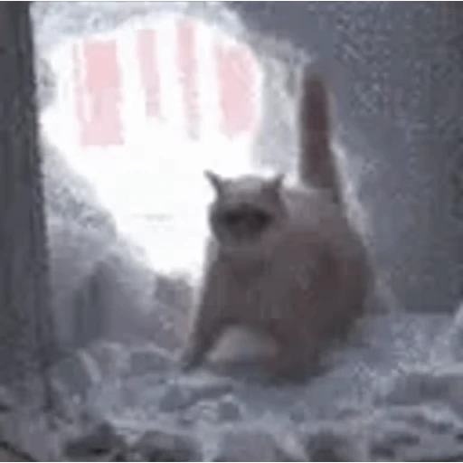 🐱 Стикер «Twitch 7TV Cats» для Telegram