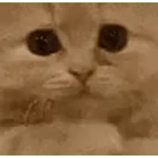 🐱 Стикер «Twitch 7TV Cats» для Telegram