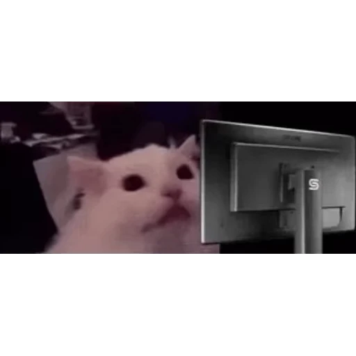 🐱 Стикер «Twitch 7TV Cats» для Telegram