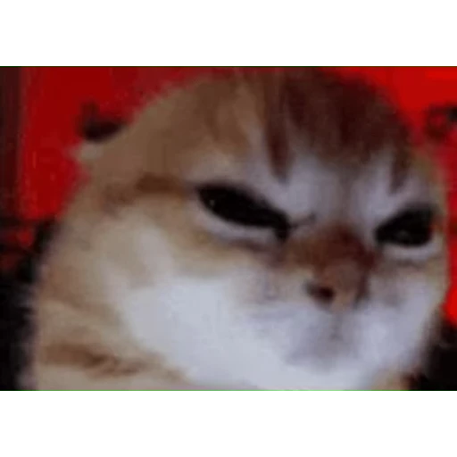 🐱 Стикер «Twitch 7TV Cats» для Telegram