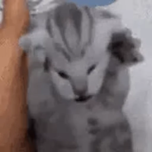 🐱 Стикер «Twitch 7TV Cats» для Telegram