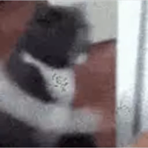 🐱 Стикер «Twitch 7TV Cats» для Telegram