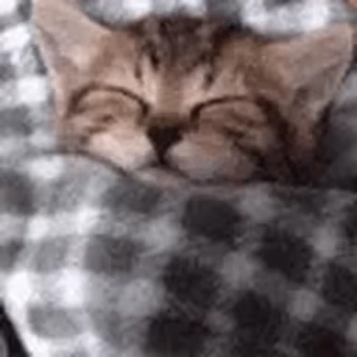 🐱 Стикер «Twitch 7TV Cats» для Telegram
