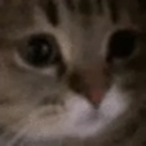 😿 Эмодзи «My Emoji Pack» для Telegram