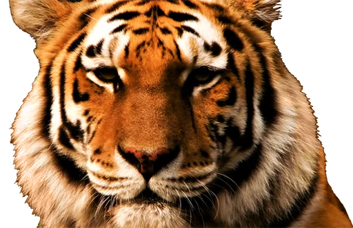 🐯 Стикер «TYPE MOON?Carnival Phantasm01» для Telegram