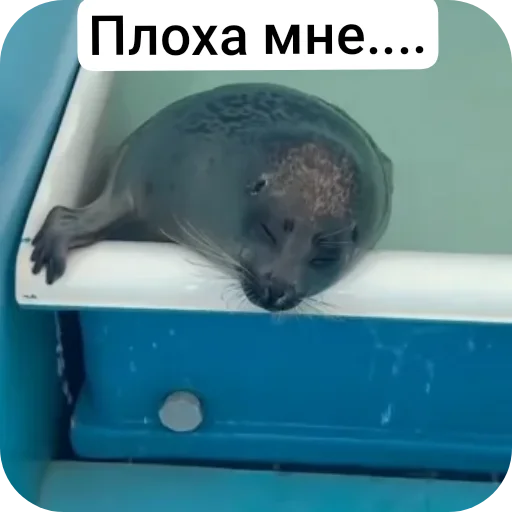 Стикерпак Тюлень для Telegram