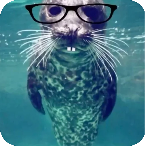 🌊 Стикер «Тюленьчики» для Telegram