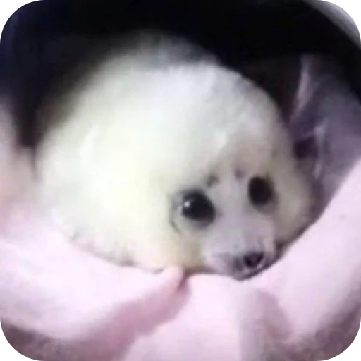 🐶 Стикер «Тюленчик» для Telegram