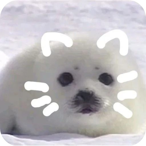 🐶 Стикер «Тюленчик» для Telegram