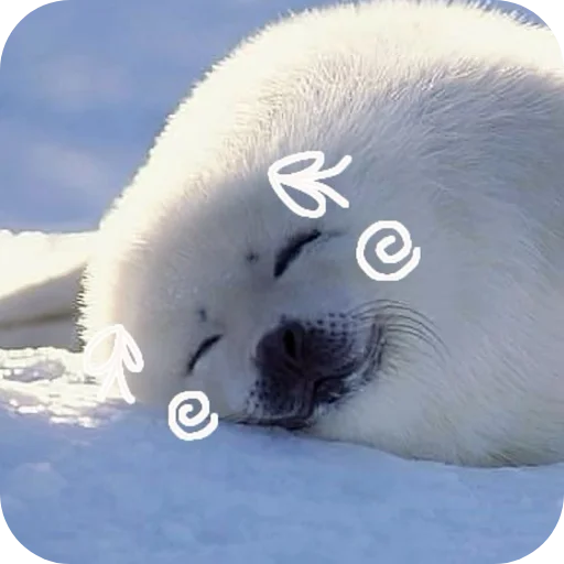 🐶 Стикер «Тюленчик» для Telegram
