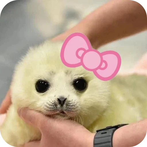 🐱 Стикер «Тюленчик» для Telegram
