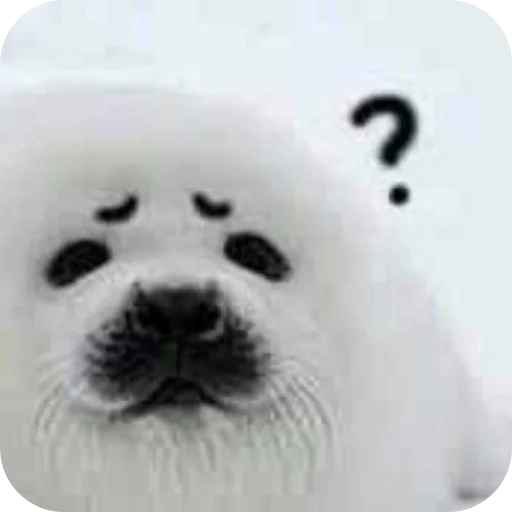 🐶 Стикер «Тюленчик» для Telegram