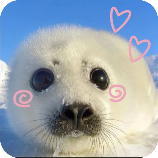 🐱 Стикер «Тюленчик» для Telegram