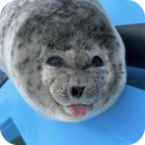 🐱 Стикер «Тюленчик» для Telegram