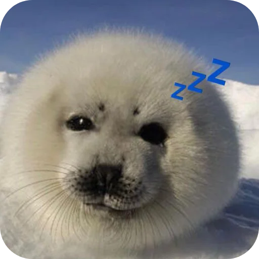 🐶 Стикер «Тюленчик» для Telegram