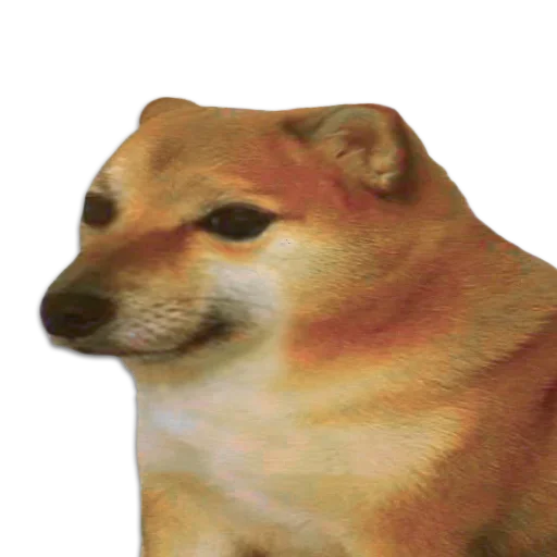 🐶 Стикер «Cheems» для Telegram