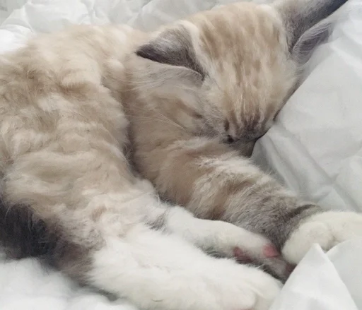 ✨ Стикер «sweety» для Telegram