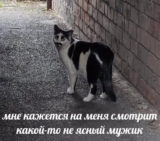 🤨 Стикер «sweety» для Telegram