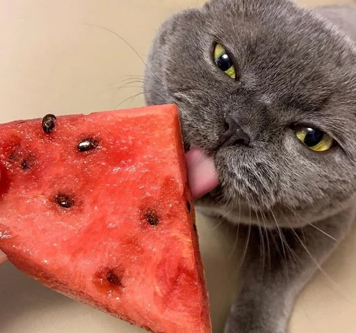 🍉 Стикер «sweety» для Telegram