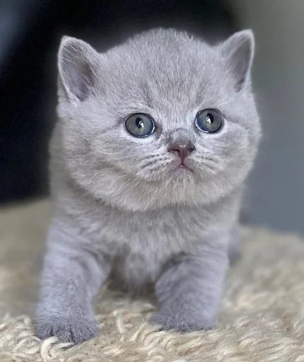😶 Стикер «sweety» для Telegram