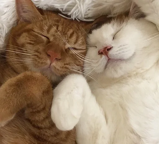 💞 Стикер «sweety» для Telegram