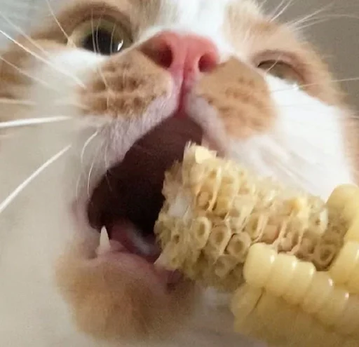 🌽 Стикер «sweety» для Telegram