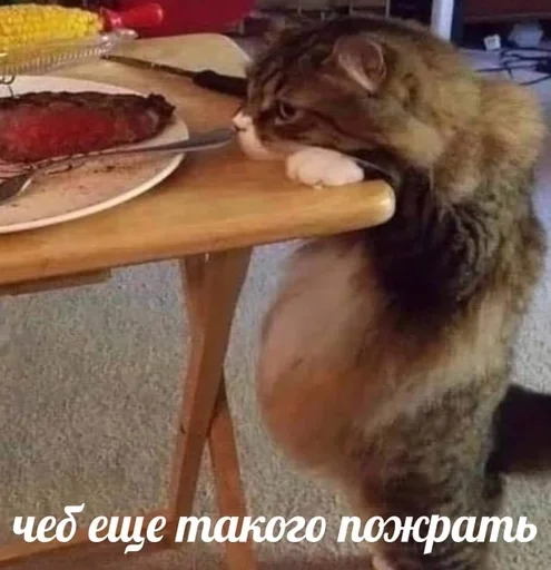 🥩 Стикер «sweety» для Telegram